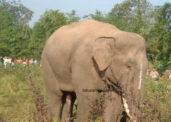 इटहरीमा गएराती जंगली हात्ती आएपछि…