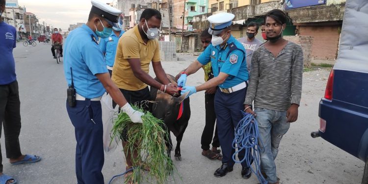 सडकका चौपायालाई रिफ्लेक्टर बेल्ड बाँध्दै ट्राफिक प्रहरी