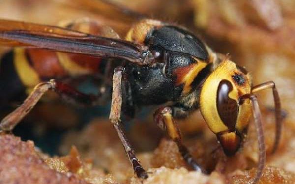 अरिङगालको टोकाइबाट जीवनको मृत्यु