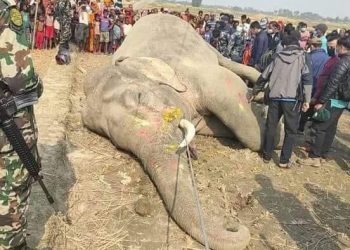 करेन्ट लागेर कोशीटप्पुमा रहेको हात्तीको मृत्यु