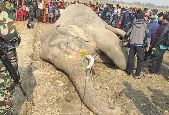 करेन्ट लागेर कोशीटप्पुमा रहेको हात्तीको मृत्यु