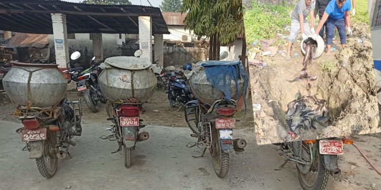 नेपालमा प्रतिबन्धित ५० हजार मूल्य बराबरको ‘क्याट फिस सुनसरी प्रहरीद्धारा बरामद