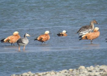 कोशीटप्पुमा नयाँ प्रजातिको चरा थपियो, ५ सय ३१ पुग्यो चरा प्रजातिको संख्या