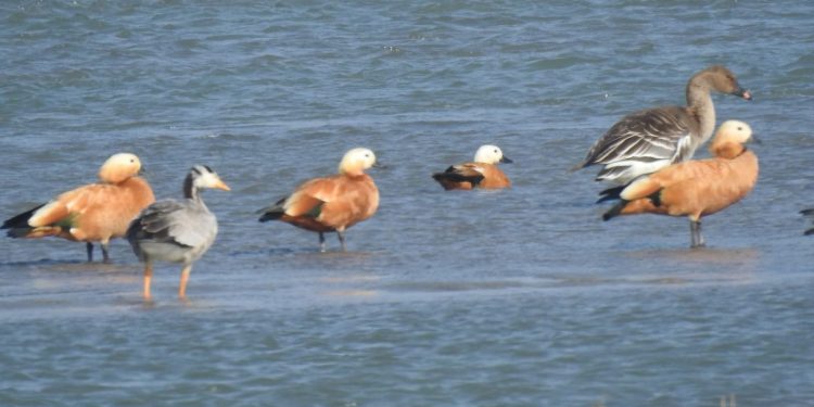 कोशीटप्पुमा नयाँ प्रजातिको चरा थपियो, ५ सय ३१ पुग्यो चरा प्रजातिको संख्या