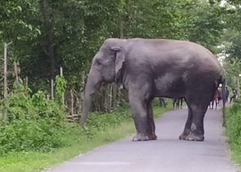 १८ जना मानिसको ज्यान लिएको मुकुना हात्ती तत्काल नमारिने, यस्तो छ सुनसरी प्रशासनको निर्णय