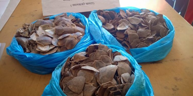 भोजपुर रामप्रसादराई गाउँपालिका १ का  ईच्छा कुमार सालकको खपटा सहित प्रक्राउ