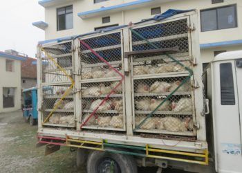 अवैध रुपमा भित्र्याइएको बोइलर कुखुरासहित एकजना पक्राउ