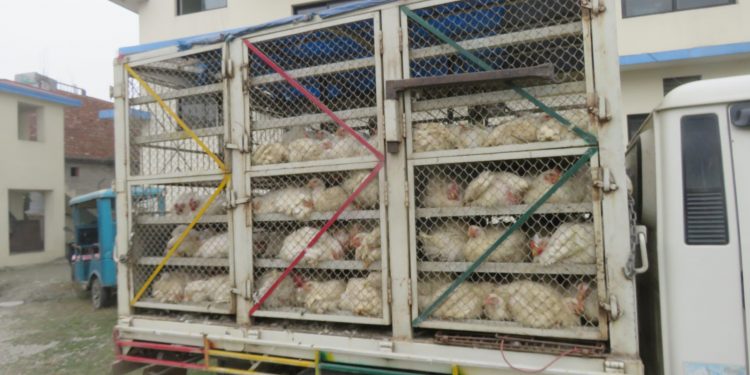 अवैध रुपमा भित्र्याइएको बोइलर कुखुरासहित एकजना पक्राउ