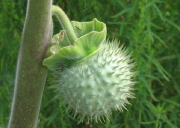 धतुरोको तरकारी खाँदा एकजनाको मृत्यु