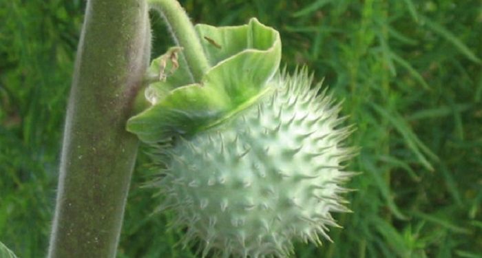 धतुरोको तरकारी खाँदा एकजनाको मृत्यु