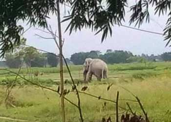 हात्तीसँग सेल्फी खिच्न खोज्दा आक्रमणमा परी मोरङमा एकको मृत्यु