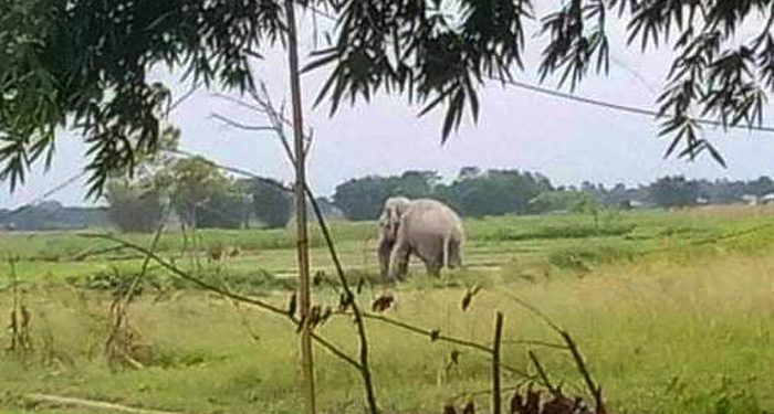 हात्तीसँग सेल्फी खिच्न खोज्दा आक्रमणमा परी मोरङमा एकको मृत्यु