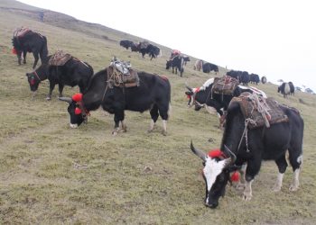 चीनतर्फ चौँरीका बाछा निर्यात दुई वर्षदेखि रोकियो, कृषक समस्यामा