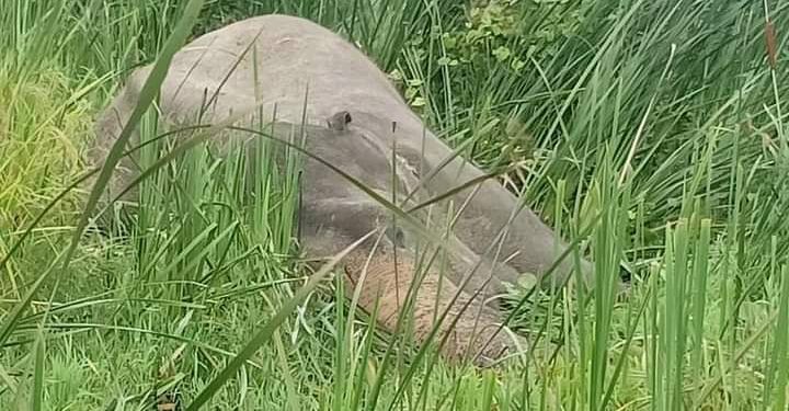कोशीटप्पुको मुकुना हात्ती मृत फेला