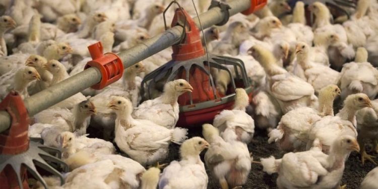 सुनसरी र मोरङसहित ११ जिल्लामा देखियो बर्डफ्लू