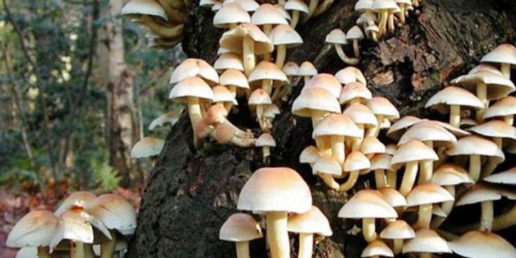 भोजपुरमा जंगली च्याउको तरकारी खाँदा ५ वर्षीया बालिकाको मृत्यु, पाँचजना बिरामी