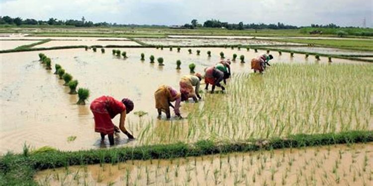 प्रदेश १ मा १८ प्रतिशत रोपाइँ सम्पन्न