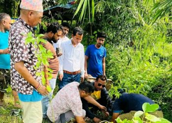 इटहरीमा वीपी कोइरालाको जन्मजयन्तीको अवसर पारेर वृक्षारोपण