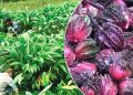 ताप्लेजुङमा अलैँची टिप्न र थन्क्याउनमा व्यस्त किसान
