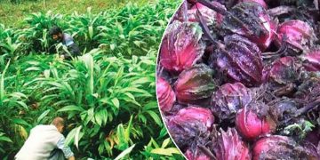 ताप्लेजुङमा अलैँची टिप्न र थन्क्याउनमा व्यस्त किसान