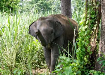 झापामा जंगली हात्तीको आक्रमणबाट एक पुरुषको मृत्यु