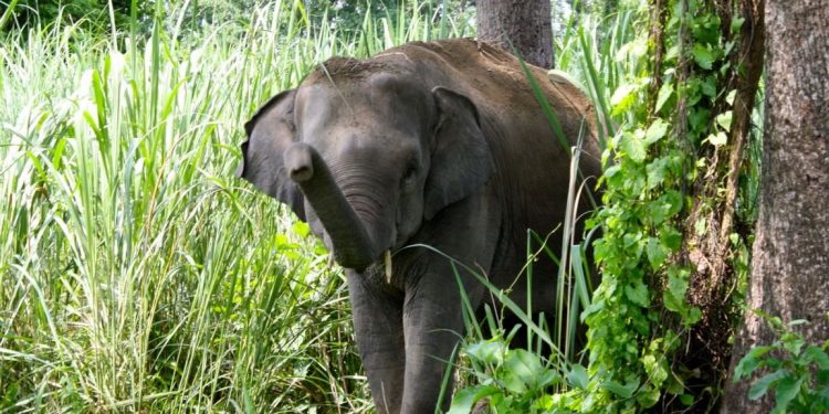 झापामा जंगली हात्तीको आक्रमणबाट एक पुरुषको मृत्यु