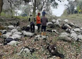 पाँचथरमा चट्याङ लागेर ५४ वटा भेडा मरे