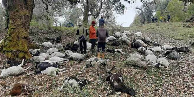 पाँचथरमा चट्याङ लागेर ५४ वटा भेडा मरे