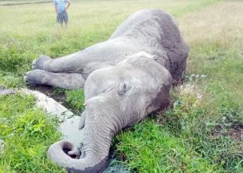 झापामा हात्ती मृत फेला