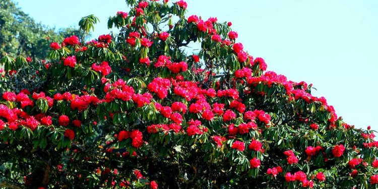 यसवर्ष फुलेन गुराँस, पर्यटकको उपस्थिति कम