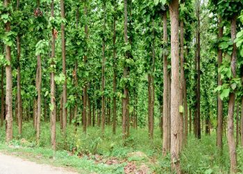 झापामा १५ सय हेक्टर वन अतिक्रमण