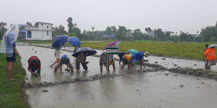 जब स्कूलमा विद्यार्थीहरूले किताब होइन, धानको बीउ बोकेर खेततर्फ लागे…