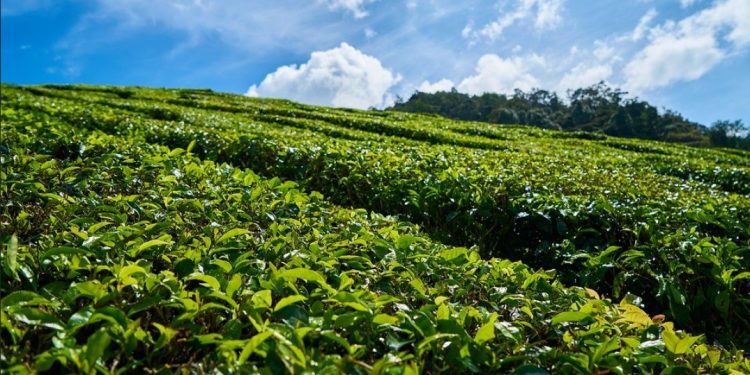 चिया बगानका रुखमा प्रयोग गरिने पहेँलो स्टिकर हटाइने