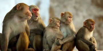 भोजपुरमा किसानको मुख्य समस्या बाँदर