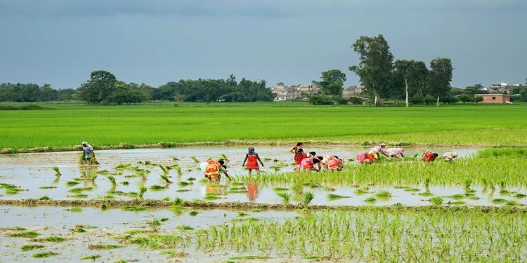 सुनसरीमा ७५ प्रतिशत रोपाइँ सम्पन्न