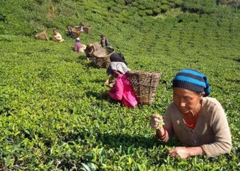 ज्याला वृद्धिको माग गर्दै चिया श्रमिकले गरे प्रदर्शन