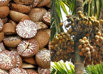 झापामा फल्यो दश हजार मेट्रिक टन सुपारी