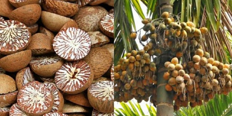 झापामा फल्यो दश हजार मेट्रिक टन सुपारी