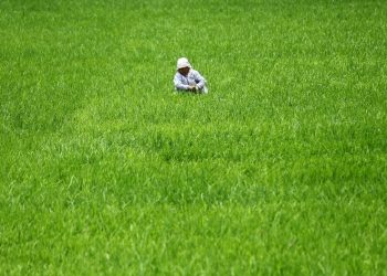 धानबालीमा गबारो र फौजी कीराको समस्या