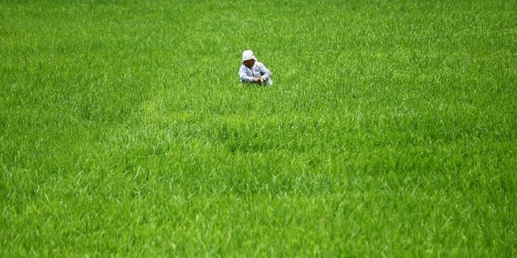 धानबालीमा गबारो र फौजी कीराको समस्या