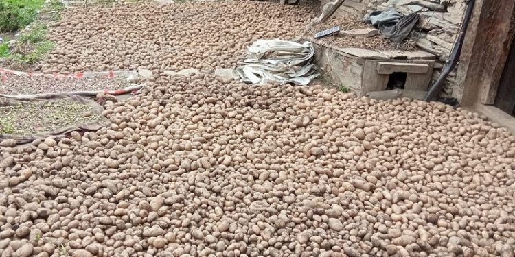 भोजपुरमा घाटा भएरै पनि आलु बेच्न बाध्य कृषक