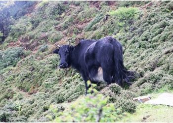 इलामको सन्दकपुरमा व्यावसायिक चौँरीपालन