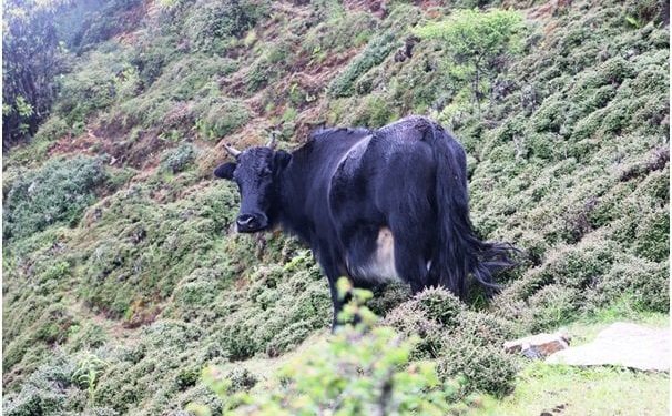 इलामको सन्दकपुरमा व्यावसायिक चौँरीपालन