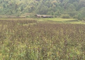 भोजपुर : किसानको रोजाइमा चिराइतो खेती
