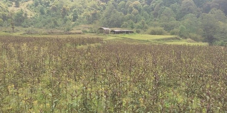 भोजपुर : किसानको रोजाइमा चिराइतो खेती