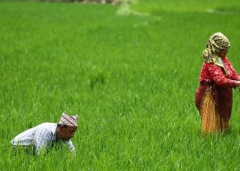 खोटाङ : धान बालीमा रोगको सङ्क्रमण फैलिएपछि किसान चिन्तित