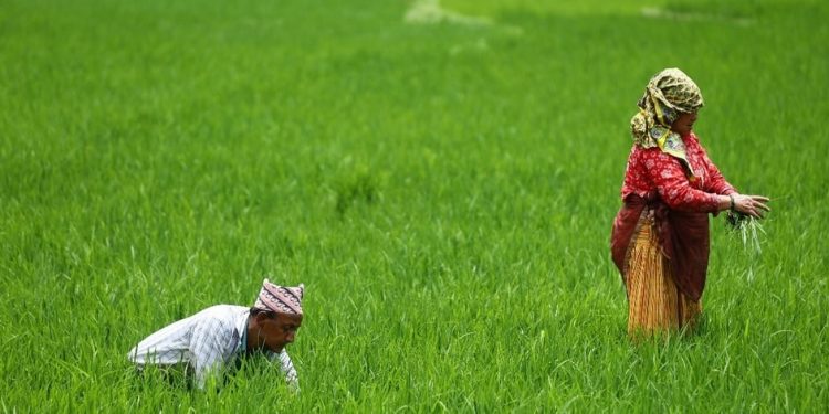 खोटाङ : धान बालीमा रोगको सङ्क्रमण फैलिएपछि किसान चिन्तित