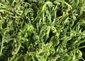 भोजपुर : खोलाखोल्सीको निहुरो सहर बजारका भान्सामा