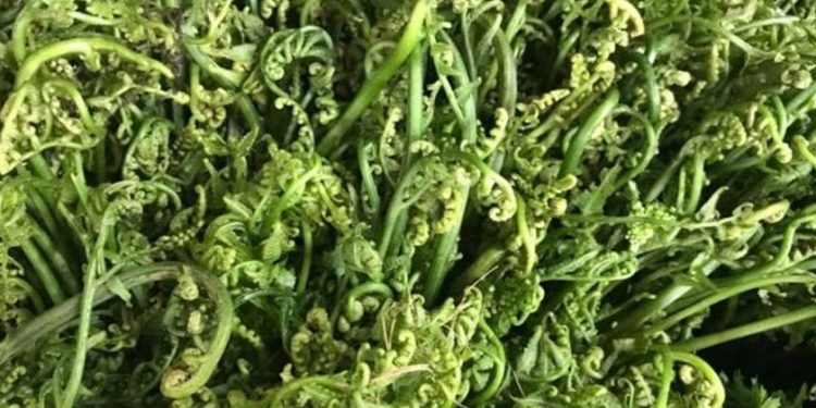भोजपुर : खोलाखोल्सीको निहुरो सहर बजारका भान्सामा