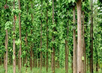 ताप्लेजुङ : वन क्षेत्रको अतिक्रमण बढ्दो